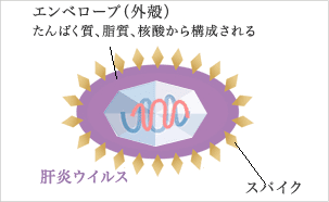 エンベロープウイルスの構造 イラスト