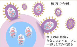 ウイルスの増殖 イラスト