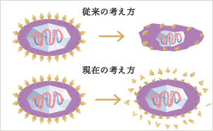 ウイルスの不活性化 イラスト